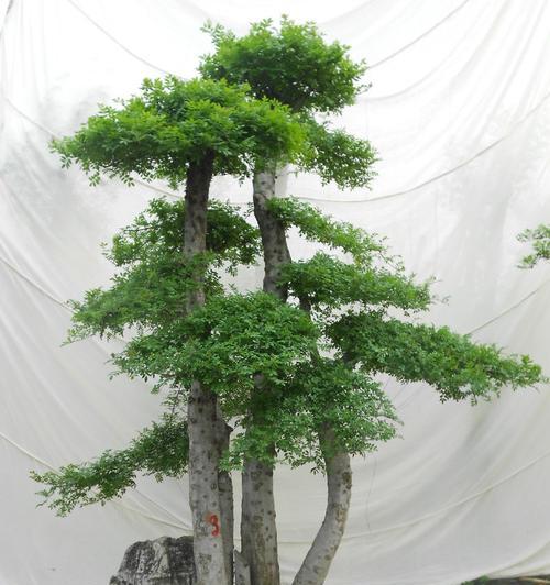 对节白蜡好养活吗？养植技巧和注意事项是什么？