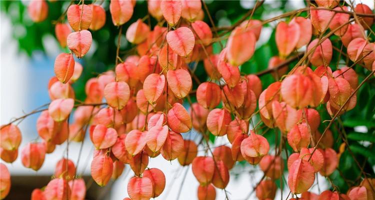摇钱树开花代表什么？摇钱树开花的寓意是什么？