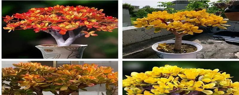 摇钱树开花代表什么？摇钱树开花的寓意是什么？