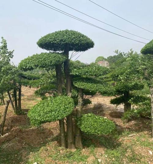 对节白蜡会开花吗？开花时间是什么时候？