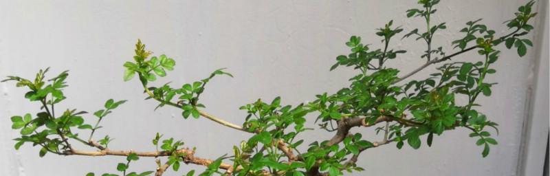 对节白蜡会开花吗？开花时间是什么时候？