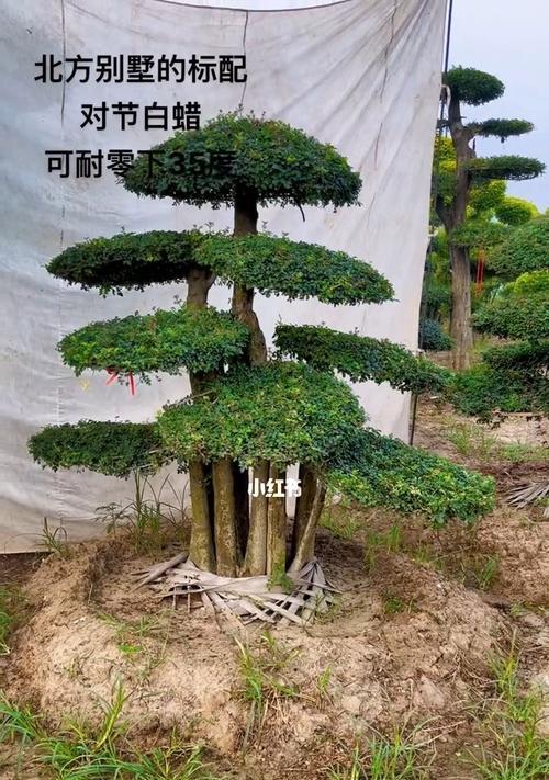对节白蜡浇水的最佳时间和方法是什么？