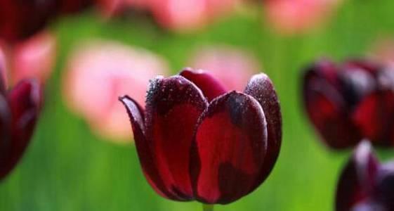 野生郁金香的花语是什么？如何欣赏其独特之美？