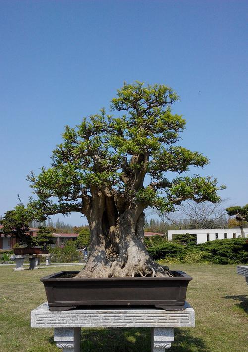 对节白蜡会开花吗？开花时是什么样子的？