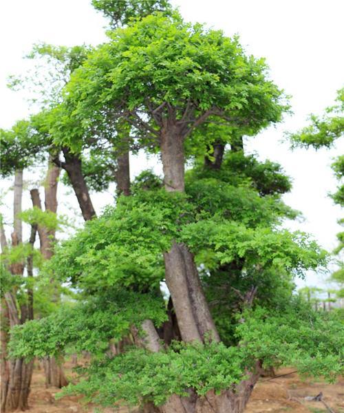 对节白蜡耐寒吗？如何在冬季进行养护？