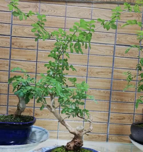对节白蜡室内养护可行吗？需要注意哪些问题？