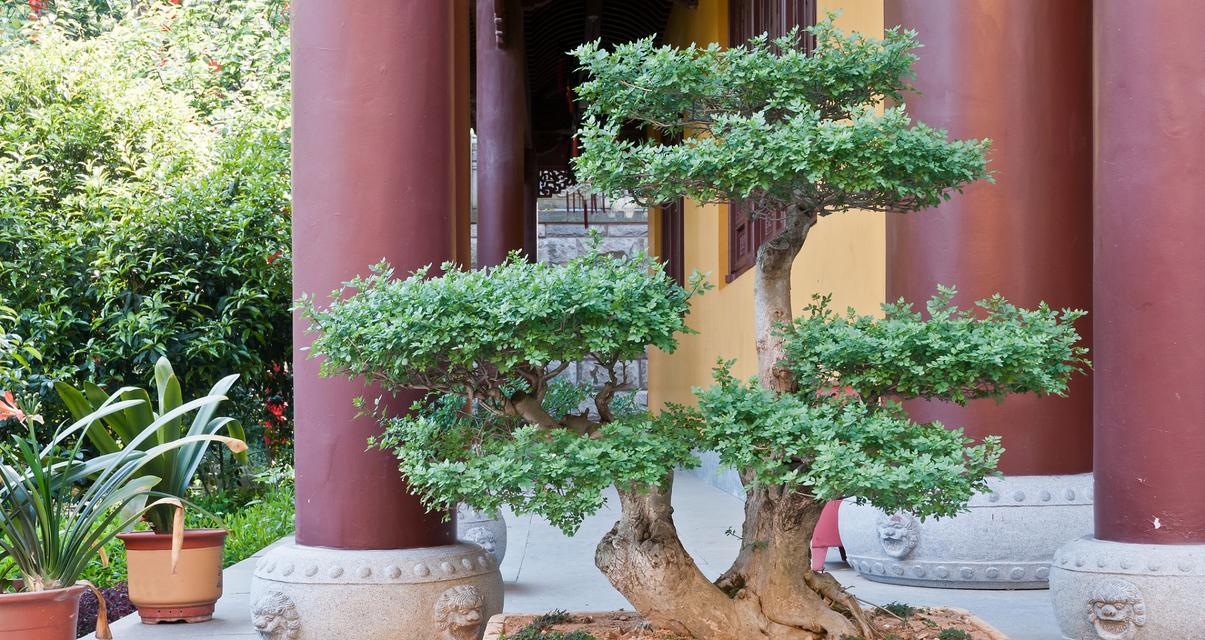 对节白蜡室内养护可行吗？需要注意哪些问题？