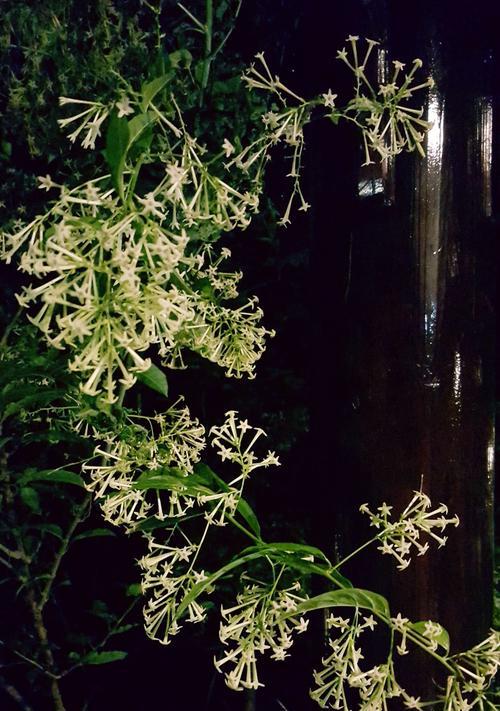 夜来香花语是什么？关于夜来香的传说有哪些？