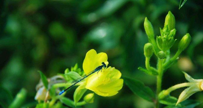 夜来香花语是什么？关于夜来香的传说有哪些？