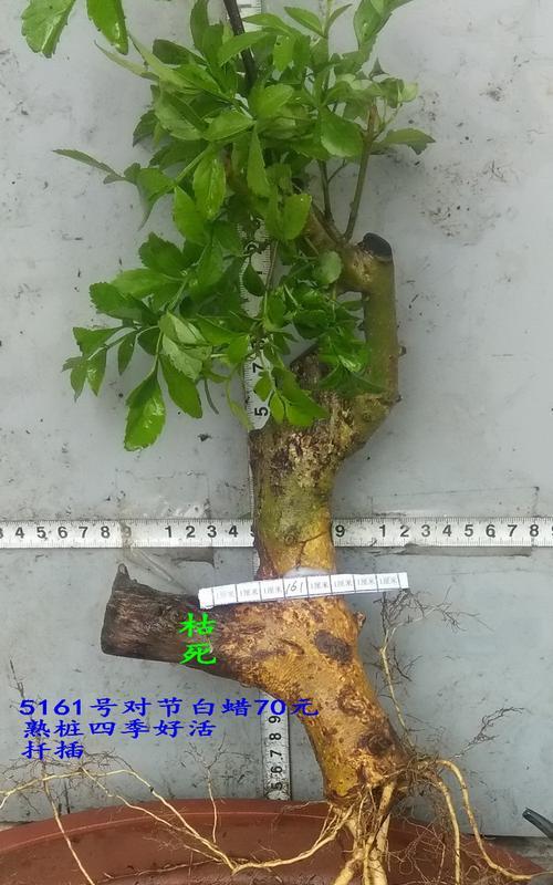 对节白蜡扦插的最佳时间是什么时候？具体操作步骤有哪些？
