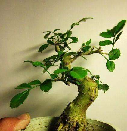 对节白蜡扦插的最佳时间是什么时候？具体操作步骤有哪些？