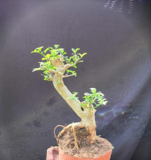 对节白蜡生长速度快吗？一年能长多粗？
