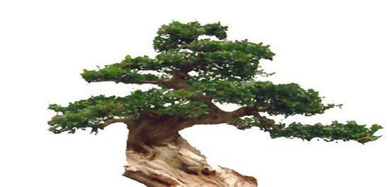 对节白蜡是常绿植物吗？了解其生长特性与养护要点