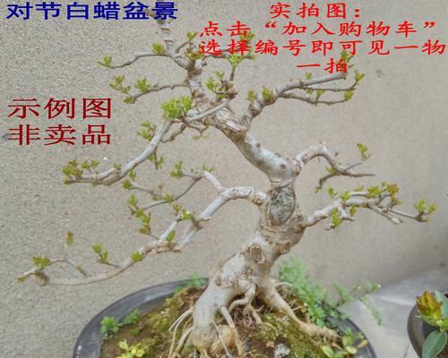 对节白蜡喜阴还是喜阳？如何正确养护对节白蜡？