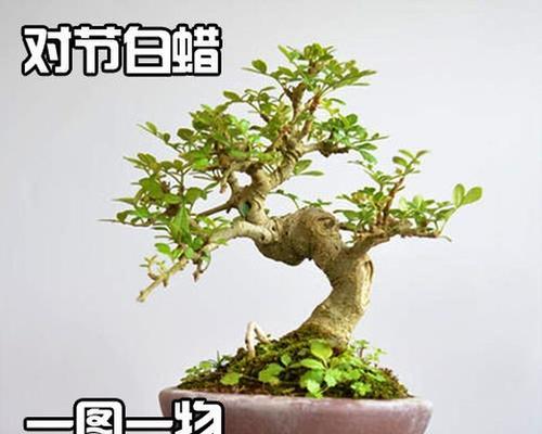 对节白蜡喜阴还是喜阳？如何正确养护对节白蜡？
