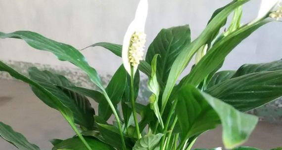 一帆风顺开花预示着什么意思？花语解读与常见问题解答？