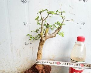 对节白蜡小盆栽怎么养？养殖方法有哪些常见问题？