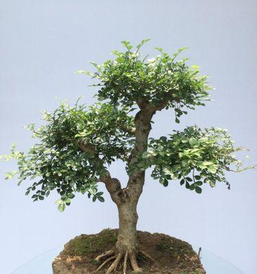 对节白蜡盆栽选择有技巧吗？哪种盆栽最适合对节白蜡生长？