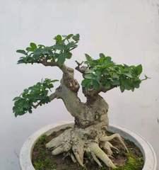 对节白蜡盆栽选择有技巧吗？哪种盆栽最适合对节白蜡生长？