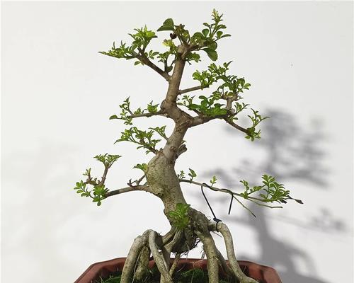 对节白蜡盆栽选择有技巧吗？哪种盆栽最适合对节白蜡生长？
