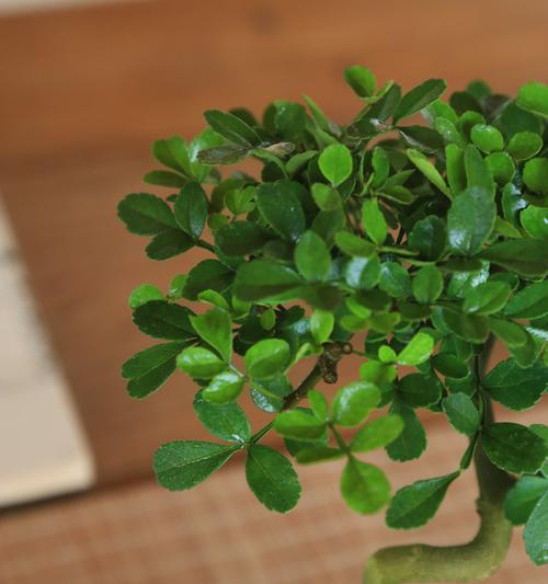 对节白蜡有毒吗？使用和养护需要注意什么？