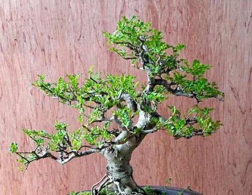 对节白蜡有毒吗？使用和养护需要注意什么？