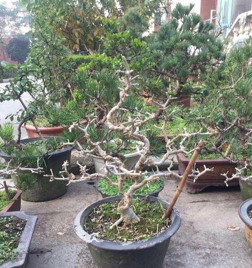 对节白蜡修剪方法是什么？修剪步骤和注意事项有哪些？