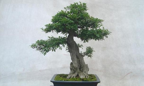 对节白蜡怎么养粗？有哪些有效的方法和技巧？