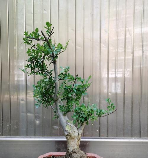 对节白蜡怎么养粗？有哪些有效的方法和技巧？