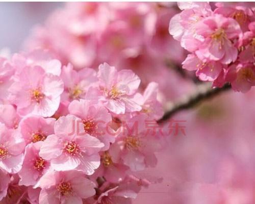 樱花代表什么含义？樱花的象征意义有哪些？