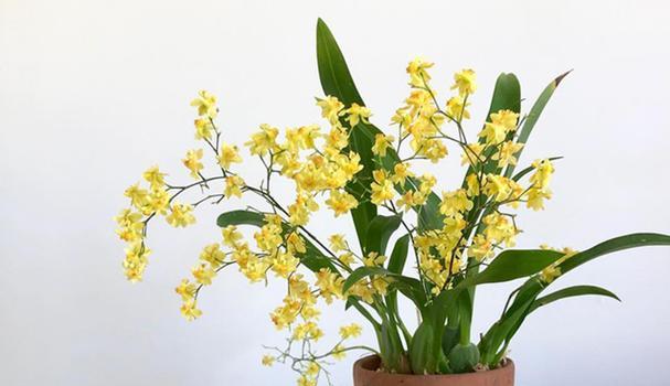 对兰的开花期是什么时候？哪个季节对兰会开花？