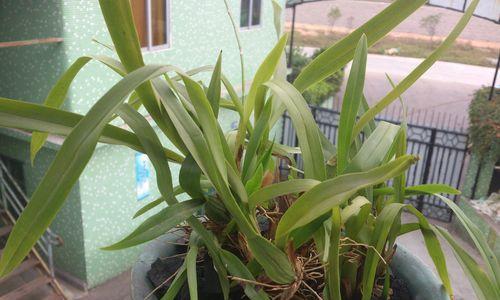 对兰一年开几次花？如何正确养护以促进开花？