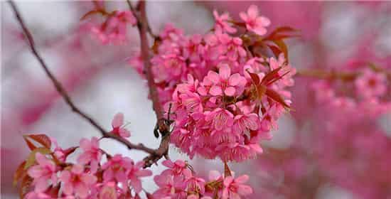 樱花的花语是什么？樱花代表意义有哪些常见问题？