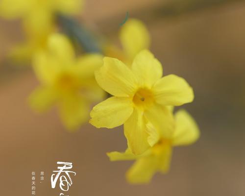迎春花象征着什么？如何在庭院中种植迎春花？