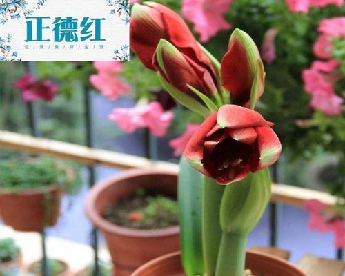 对子红又叫什么花？这种花的别名有哪些？