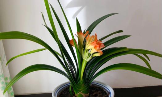 对子兰一年能开几次花？如何促进其频繁开花？