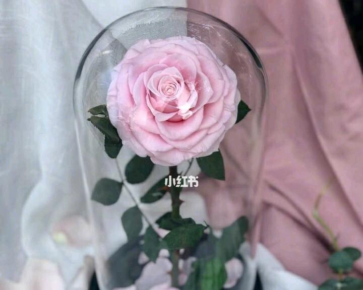 永生花的特点及养护方法有哪些？