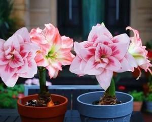 对子莲开花后怎么处理？如何进行后续养护管理？
