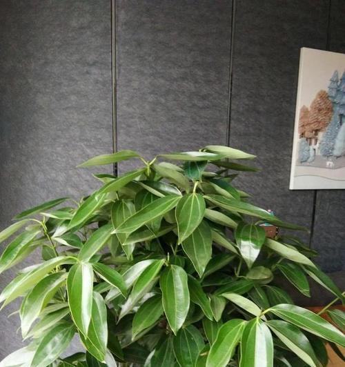 多宝树怎么养长的好？掌握这些技巧轻松培育茁壮多宝树！