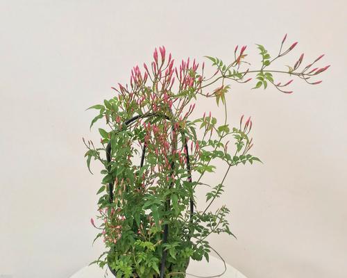 多花素馨一年开几次花？如何确保持续开花？