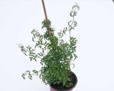 多花素馨用多大的盆合适？如何选择合适的花盆尺寸？