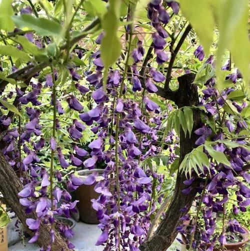 多花紫藤一年能开几次花？如何确保多次开花？