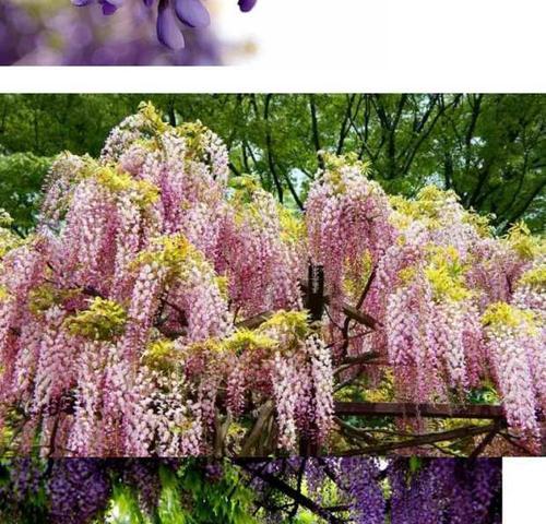多花紫藤一年能开几次花？如何确保多次开花？