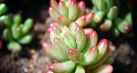 多浆植物有哪些种类？如何养护它们？