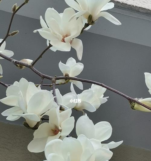 玉兰花象征什么？玉兰花的花语和文化含义是什么？