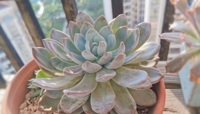 多菌灵的水浇多肉安全吗？正确使用方法是什么？
