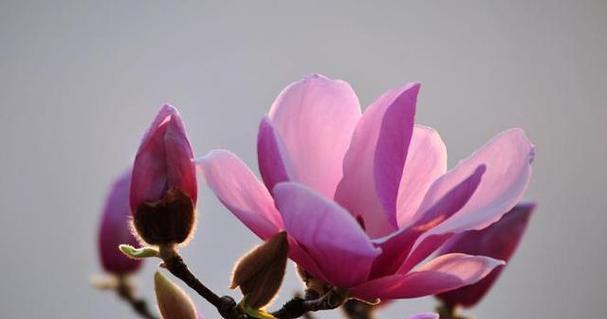 玉兰花语是什么意思？玉兰花代表哪些美好寓意？