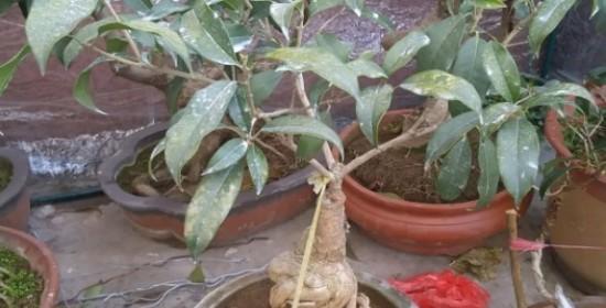 多菌灵用于浇桂花安全吗？正确使用方法是什么？