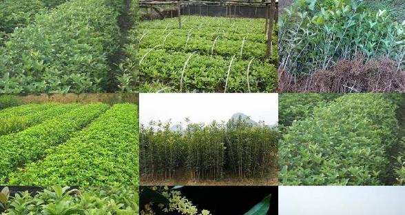 多菌灵用于浇桂花安全吗？正确使用方法是什么？