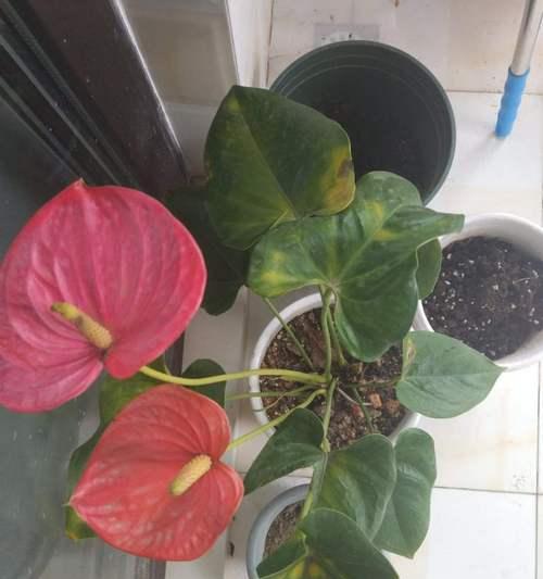 多菌灵浇红掌花安全吗？使用方法和注意事项是什么？